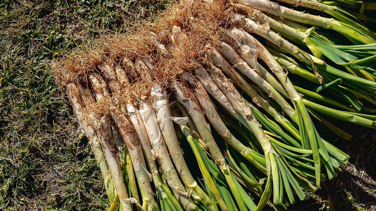 El ozono en riego demuestra eficacia frente a nemátodos en horticultura intensiva